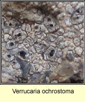 Verrucaria ochrostoma