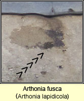 Arthonia fusca (Arthonia lapidicola)