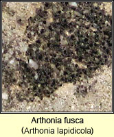 Arthonia fusca (Arthonia lapidicola)