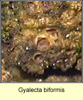 Gyalecta biformis