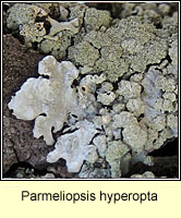 Parmeliopsis hyperopta