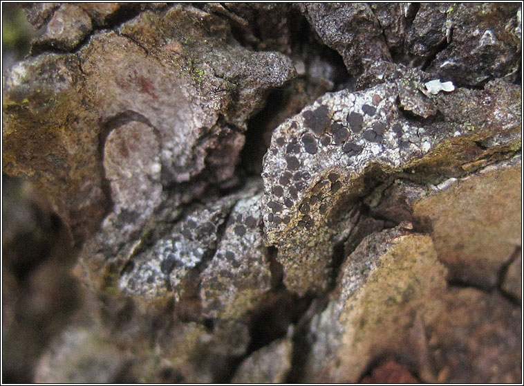 Lecanora aitema