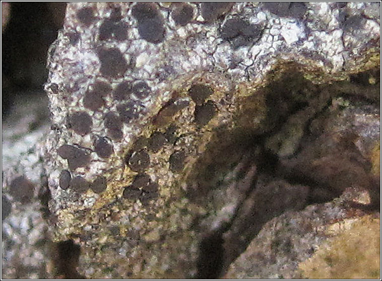 Lecanora aitema