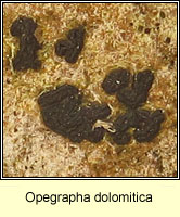 Opegrapha dolomitica