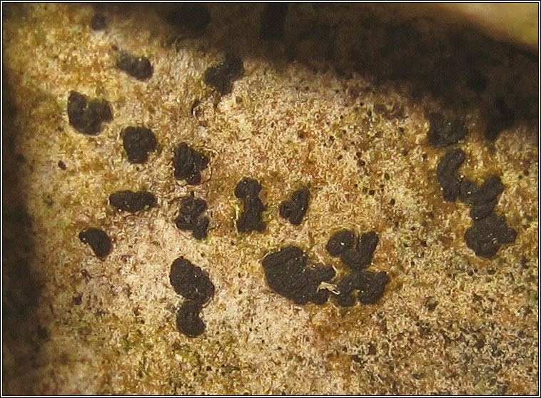 Opegrapha dolomitica