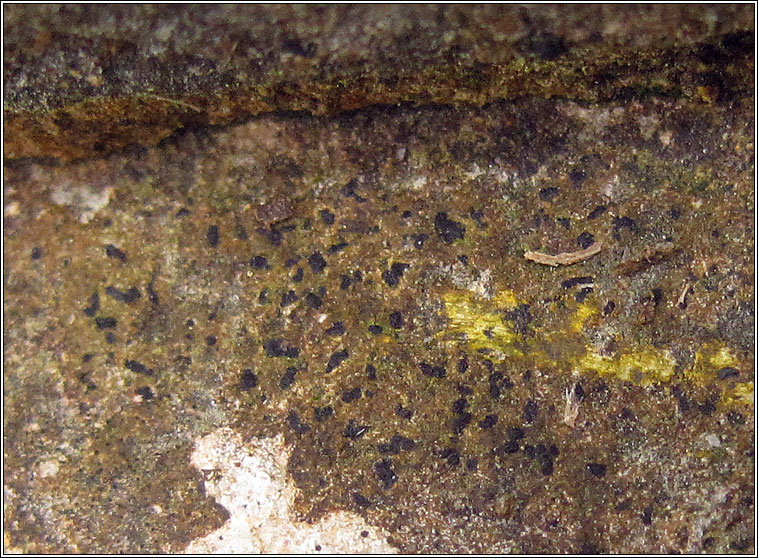 Opegrapha dolomitica