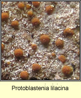 Protoblastenia lilacina