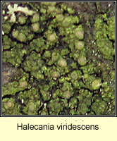 Halecania viridescens