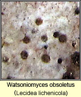 Watsoniomyces obsoletus (Lecidea lichenicola)