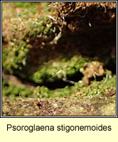 Psoroglaena stigonemoides