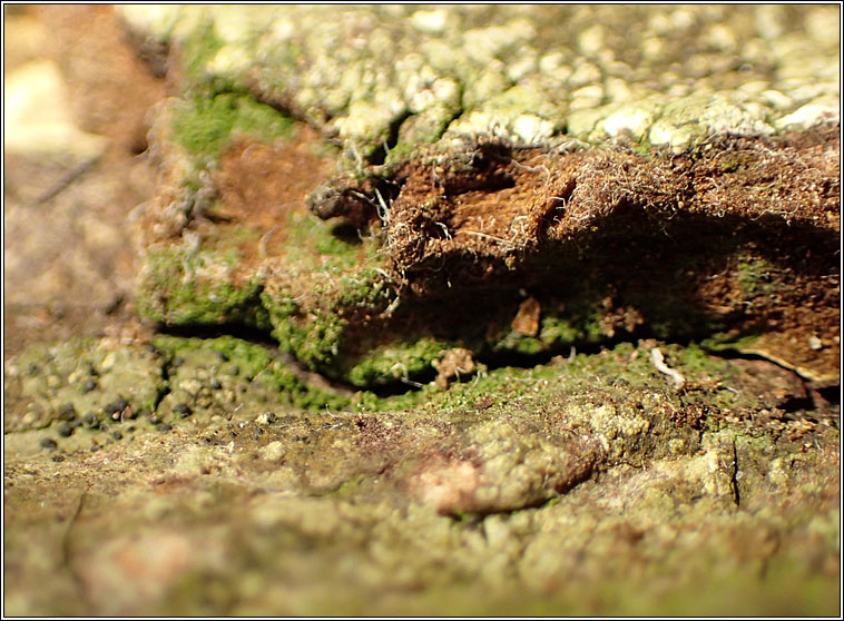 Psoroglaena stigonemoides