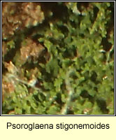 Psoroglaena stigonemoides