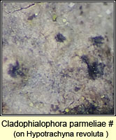 Cladophialophora parmeliae