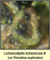 Lichenodiplis lichenicola