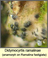 Didymocyrtis ramalinae, anamorph