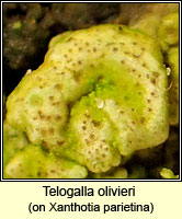 Telogalla olivieri