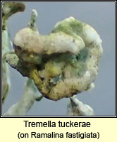 Tremella tuckerae