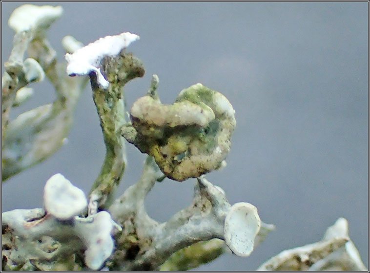 Tremella tuckerae