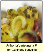 Arthonia parietinaria