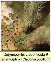 Didymocyrtis cladoniicola