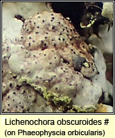 Lichenochora obscuroides