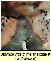 Didymocyrtis cf melanelixiae