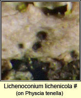 Lichenoconium lichenicola