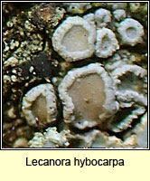 Lecanora hybocarpa