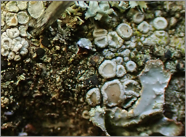 Lecanora hybocarpa