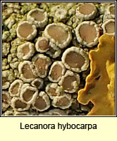 Lecanora hybocarpa