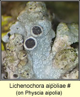 Lichenochora aipoliae