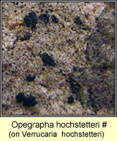 Opegrapha hochstetteri