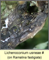 Lichenoconium usneae