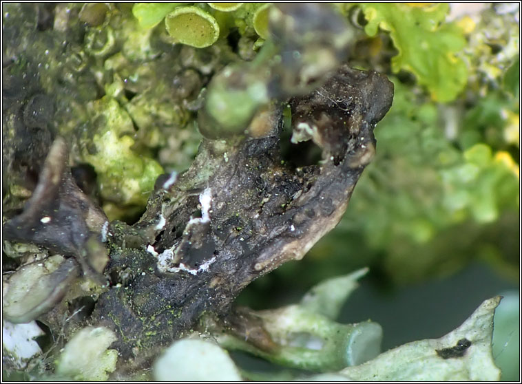 Lichenoconium usneae