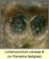 Lichenoconium usneae