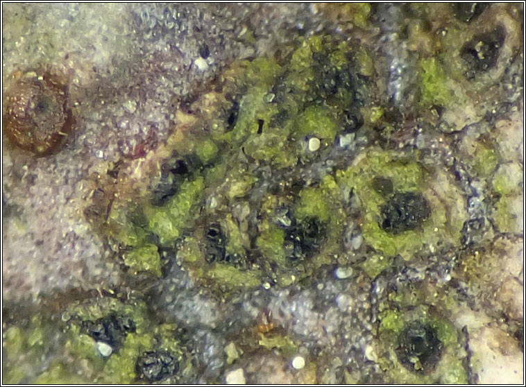 Lichenoconium erodens