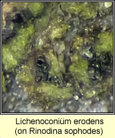 Lichenoconium erodens