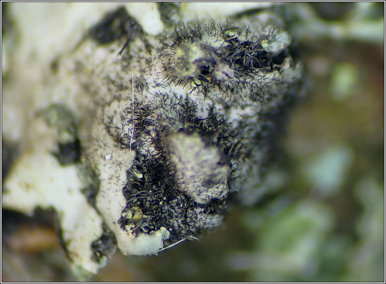 Taeniolella phaeophysciae