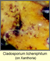 Cladosporium licheniphilum