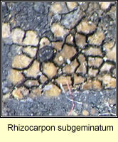 Rhizocarpon subgeminatum