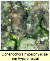 Lichenochora hyperphysciae