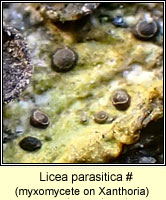 Licea parasitica (lichenicolous myxomycete)