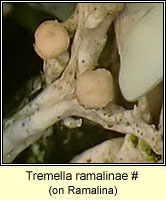 Tremella ramalinae