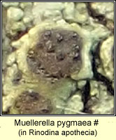 Muellerella pygmaea, in Rinodina