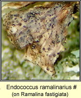 Endococcus ramalinarius