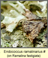 Endococcus ramalinarius