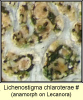 Lichenostigma chlaroterae, on Lecanora