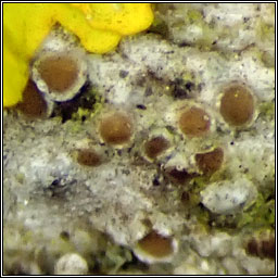 Myriolecis sambuci, Lecanora sambuci