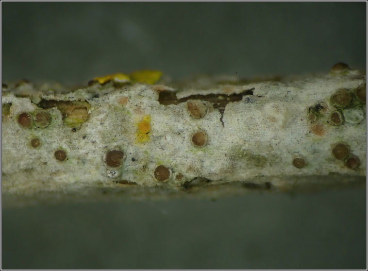 Myriolecis sambuci, Lecanora sambuci