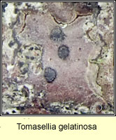 Tomasellia gelatinosa